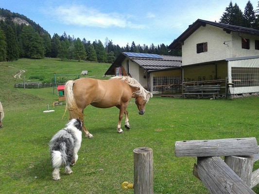 Foto esterno Rifugio con camere Malga Kraun