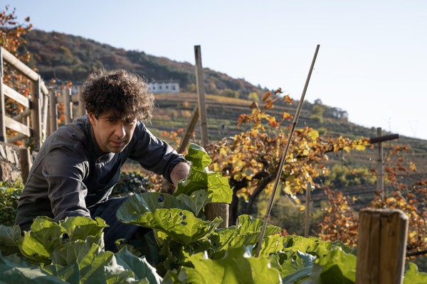 Photo of the vegetable garden