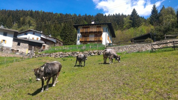 Foto degli animali