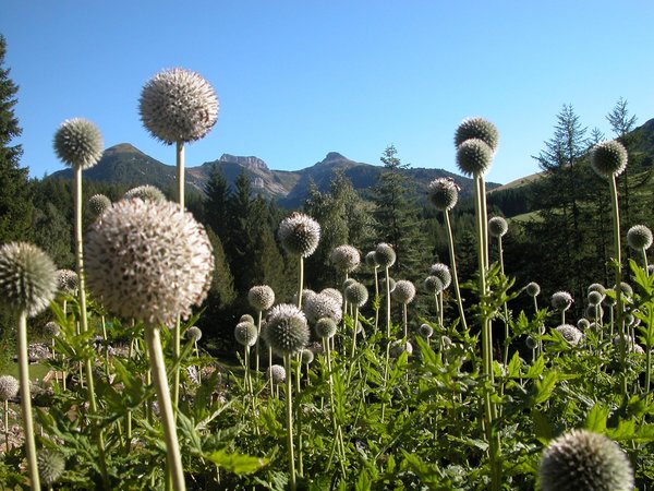 Sommer Präsentationsbild Botanischer Alpengarten Viote del Monte Bondone