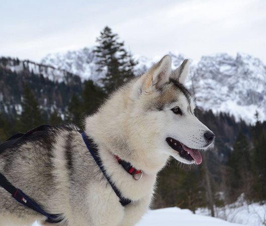 Foto degli animali