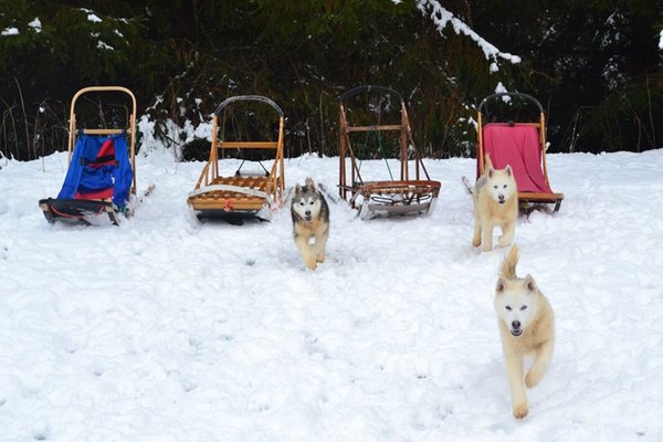 Foto degli animali