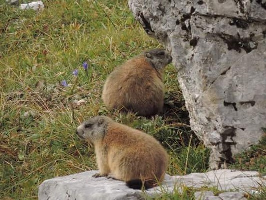 Foto degli animali