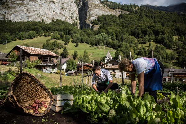 Photo of the vegetable garden