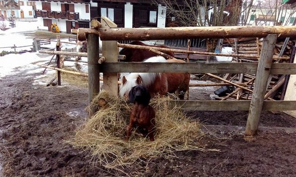 Foto degli animali