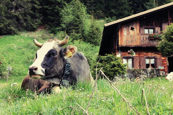 Foto esterno Rifugio con camere Forcella Zovo