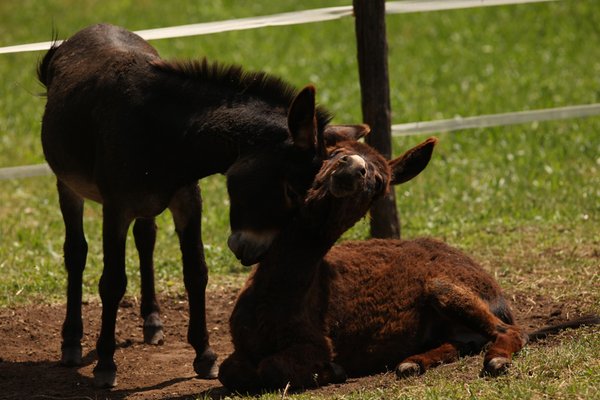 Foto degli animali