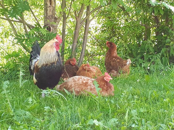 Foto degli animali