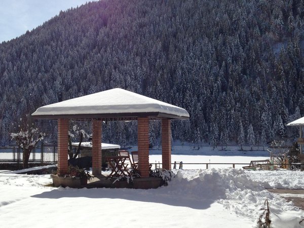 Photo of the garden Auronzo di Cadore