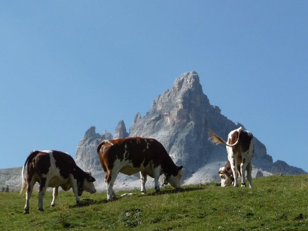 Wanderleiter Edi Pompanin Cortina d'Ampezzo