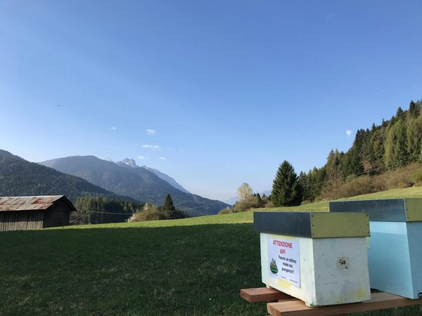 Foto esterno in estate Apicoltura The Honey Family