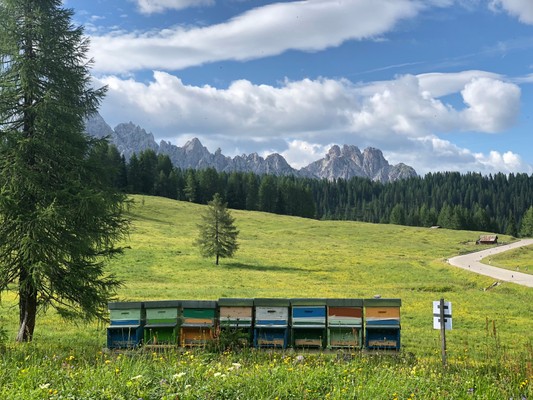 Foto del giardino Domegge di Cadore (Centro Cadore)