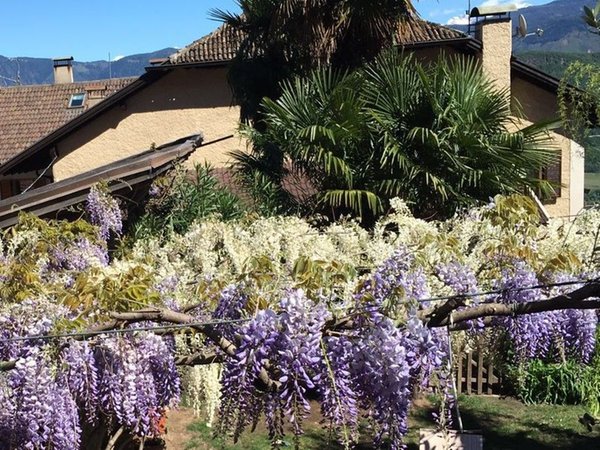 Foto del giardino S. Antonio - Pozzo (Strada del Vino Nord)