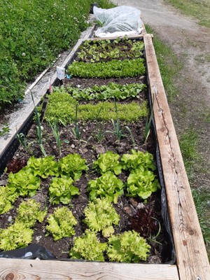 Foto vom Gemüsegarten