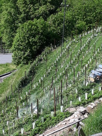 Foto dell'orto