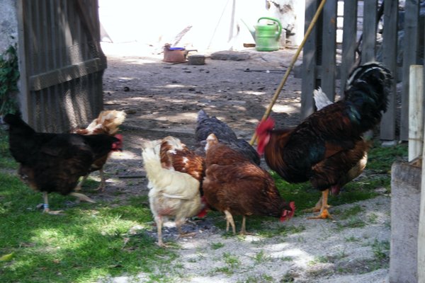 Foto degli animali