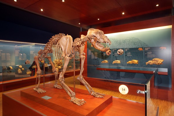 Foto einiger Details Ladin Ursus ladinicus