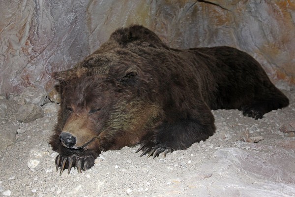 Foto einiger Details Ladin Ursus ladinicus