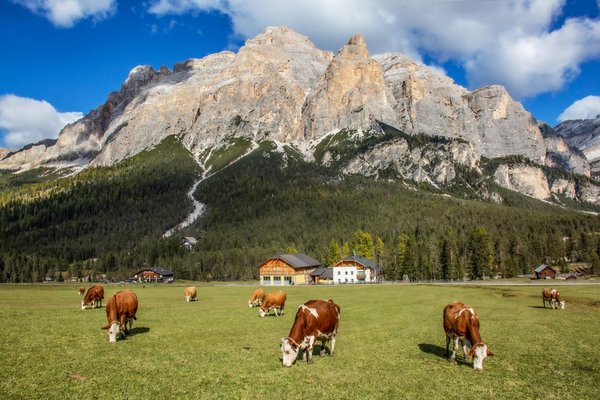 Photo of the animals