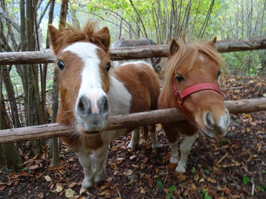 Photo of the animals
