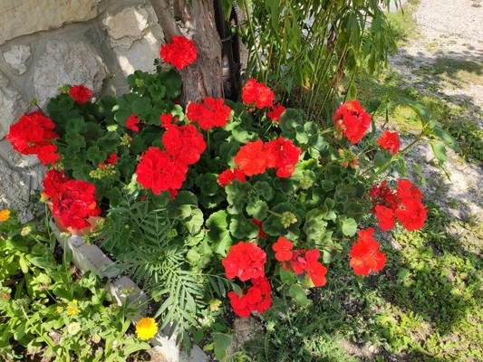 Photo of the garden Badia - San Leonardo