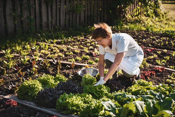 Photo of the vegetable garden
