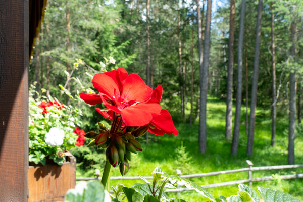 Foto esterno Bed & Breakfast Villa La Bercia