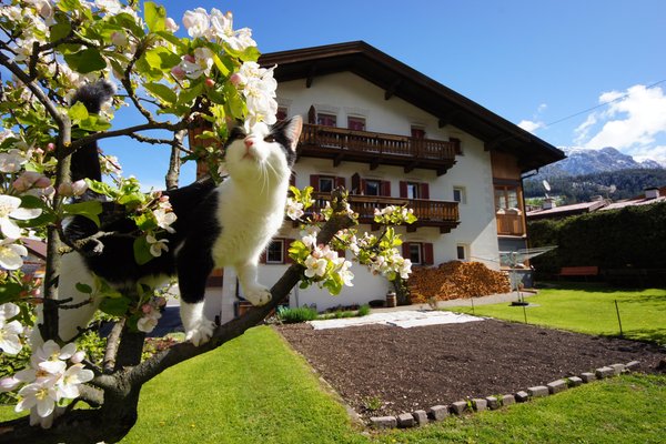 Photo exteriors in summer Ciasa Villa Maria