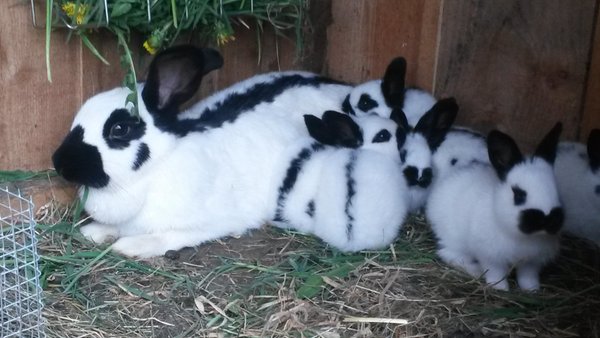 Foto degli animali