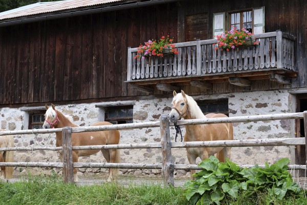 Foto degli animali