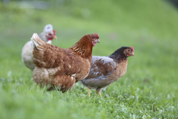 Foto degli animali