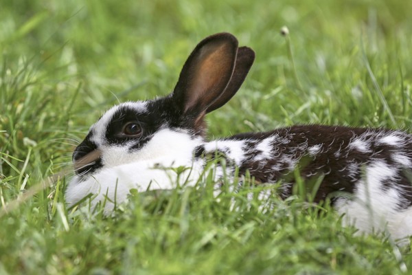 Foto degli animali