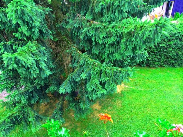 Foto del giardino Riscone