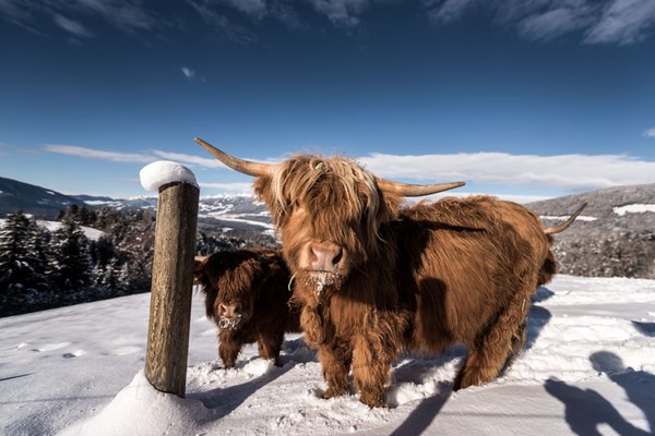 Foto degli animali