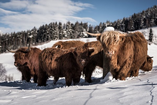 Foto degli animali