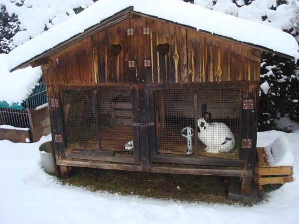 Tierfoto