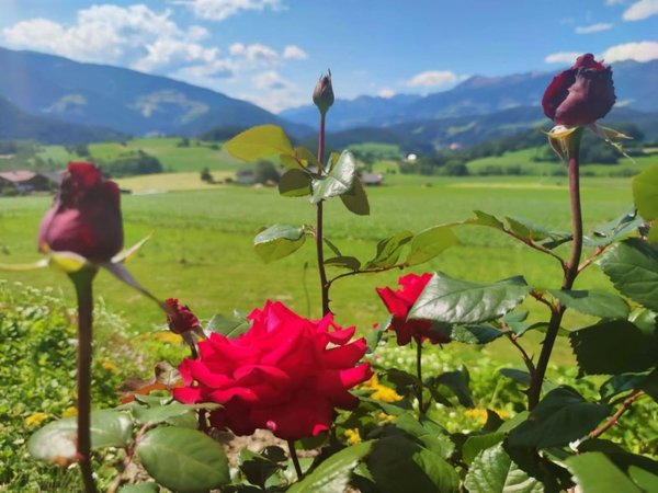 Foto vom Garten St. Lorenzen