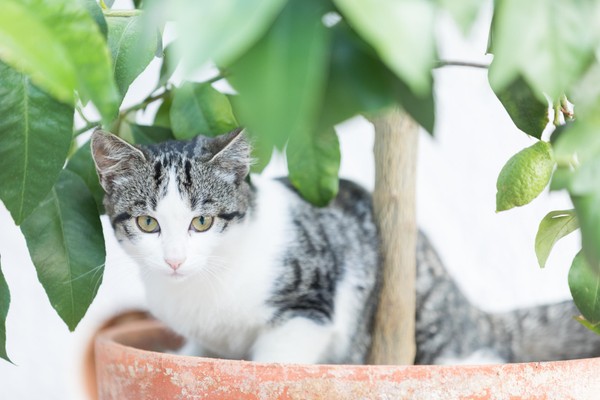 Tierfoto