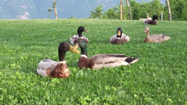 Tierfoto