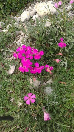 Foto di alcuni dettagli Vallazza Moreno - Casa Nigritella