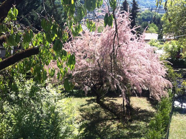 Photo of the garden Trento