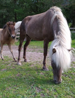 Reiterhof Horse Trekking Mareo Sankt Vigil in Enneberg und Umgebung