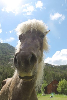 Reiterhof Horse Trekking Mareo Sankt Vigil in Enneberg und Umgebung