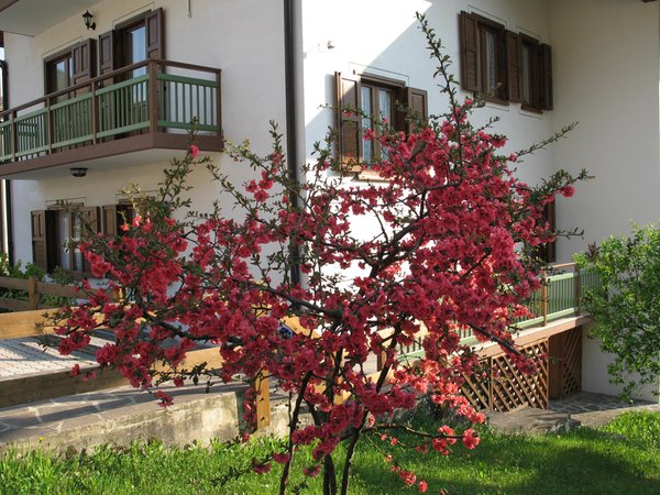 Foto esterno in estate Apartment Relax Natura