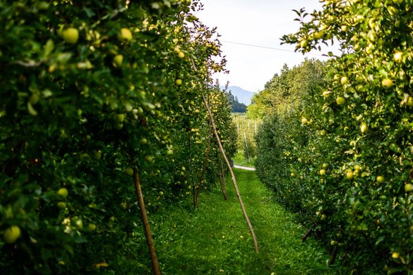Bildergalerie Sommer