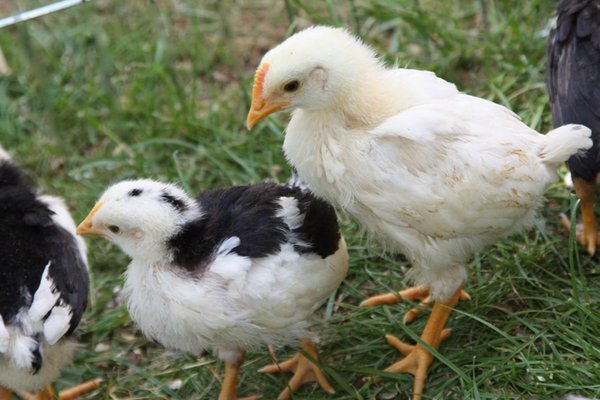 Tierfoto