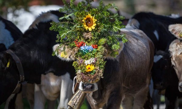 Bildergalerie Sommer