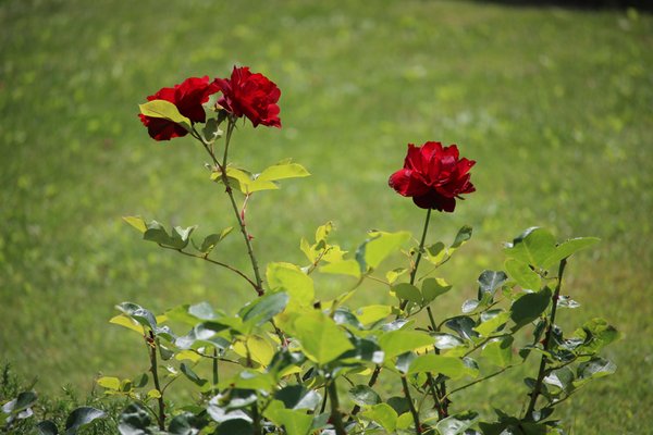 Foto del giardino Almazzago (Commezzadura - Daolasa)