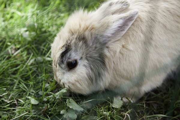 Foto degli animali