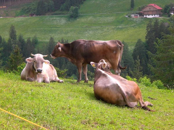 Foto degli animali